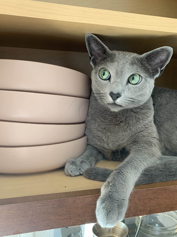 Earl in a cupboard full of dishes