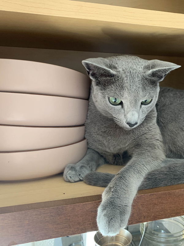 Earl in a cupboard full of dishes